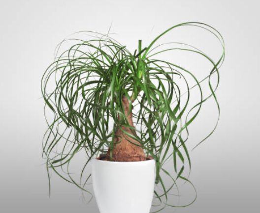 Ponytail Palm